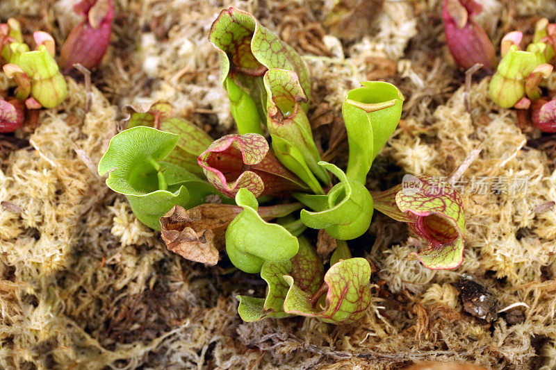 Sarracenia Spp